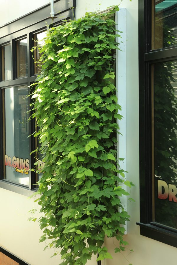 Hops are grown in The B.O.B. to signify fresh beer.