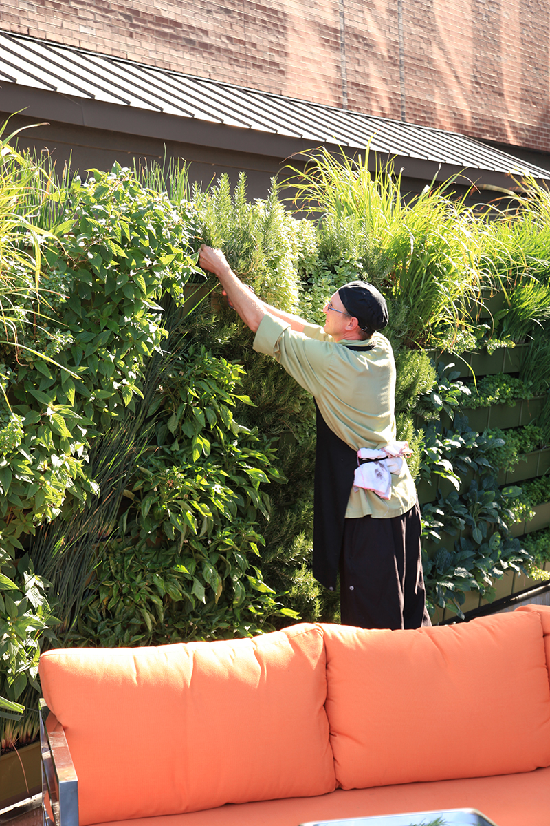 Chef at six.one.six. restaurant in JW Marriott Grand Rapids harvests fresh herbs from the living wall.