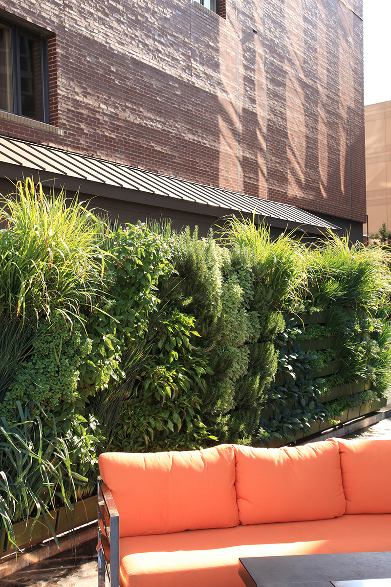 A living wall provides fresh produce and privacy for the restaurant at JW Marriott in Grand Rapids.
