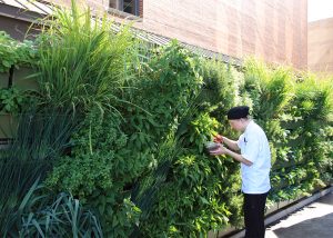 Pastry chef cuts fresh herbs from green wall at six.one.six restaurant in the JW Marriott.