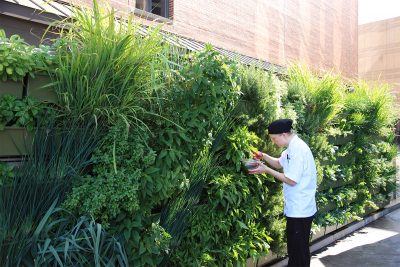 Pastry chef cuts fresh herbs from green wall at six.one.six restaurant in the JW Marriott.