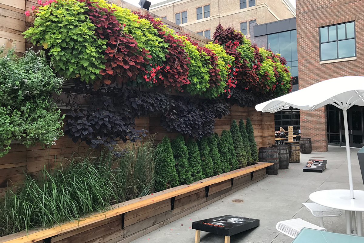 Brightly contrasting coleus and sweet potato vines combine for dramatic living wall designs at New Holland Brewing.