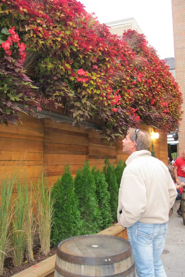 The Knickerbocker, New Holland Brewery's Grand Rapids pub, has brightly colored annual plants in green walls in their beer garden.