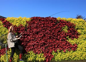 This green wall was planted with coleus in a pattern to mimic a red snapper fish.