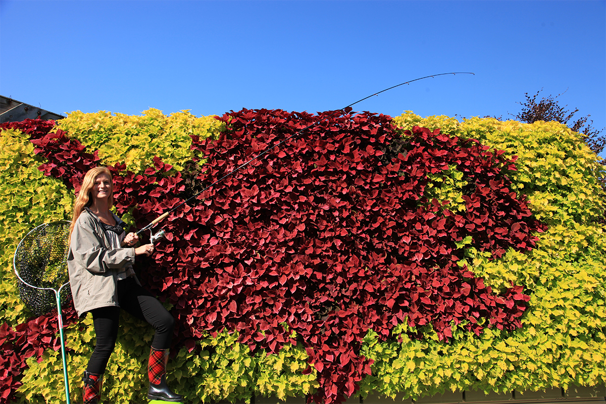 This green wall was planted with coleus in a pattern to mimic a red snapper fish.