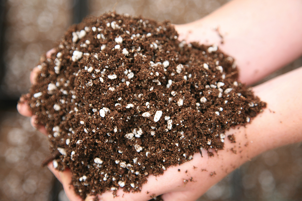 Annual plants require a good potting soil mix.