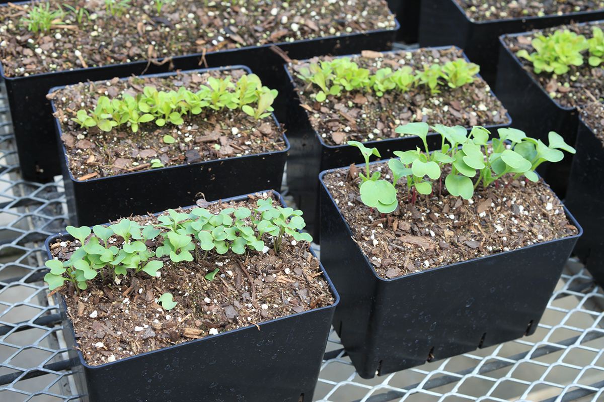 LiveWall planters and planter inserts have drain holes that allow each row of plants to drain if needed.