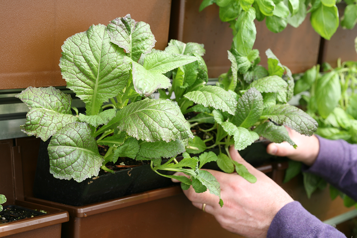 Most herbs and vegetables have a limited lifecycle, so swapping them at the onset of each growing season should be easy.