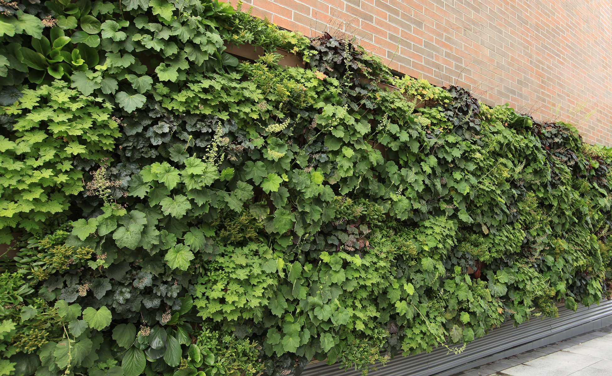 Outdoor - LiveWall Vertical Plant Wall System