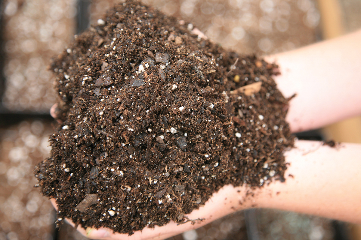 Perennials need a good potting soil with perlite, pumice or pine bark.