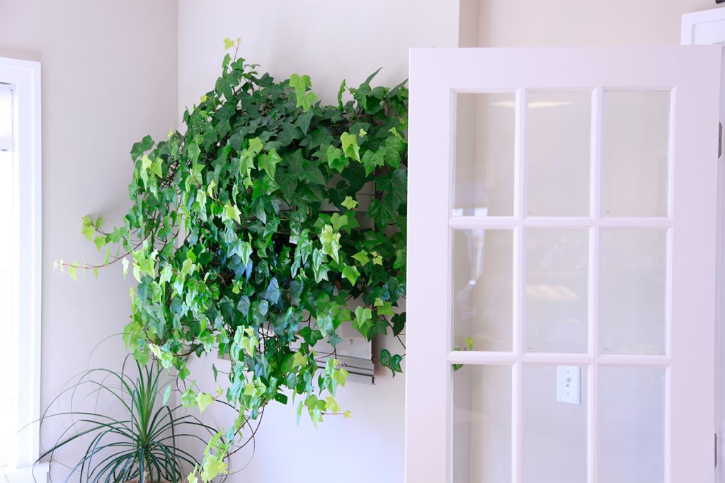 LiveWall with Hedera `Neon'