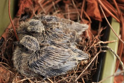 Young birds nesting in a green wall planter.