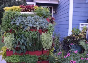 Brie Arthur Gluvna's outdoor LiveScreen planted with a vertical garden of nutritious produce.