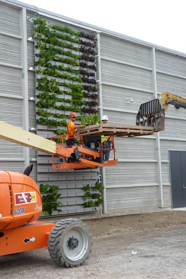 Installation of vertical garden planters on tall living wall structure.