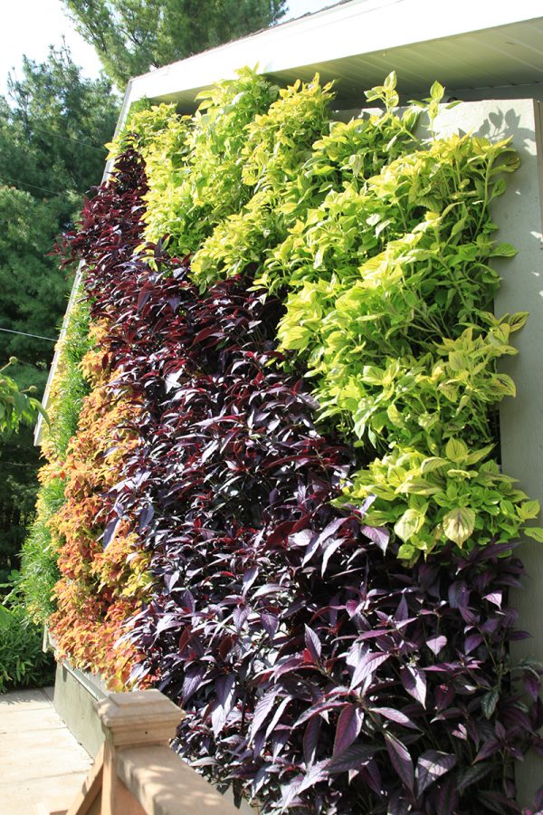 Residential green wall planted with persian shield, coleus, and papyrus.