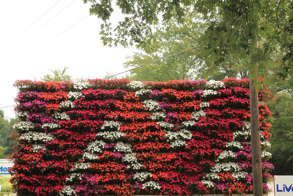 LiveWall with Contrasting SunPatiens in Aztec Inspired Pattern
