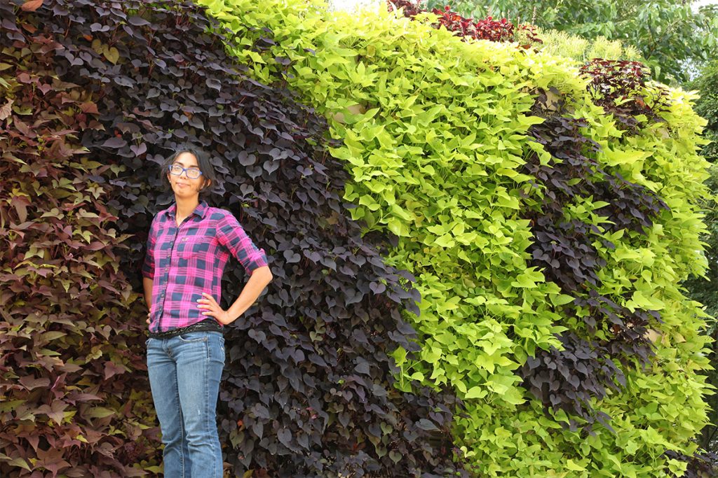 Contrasting Sweet Potato Green Wall