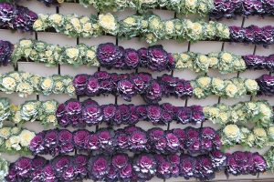 Colorful LiveWall with Ornamental Cabbage in November