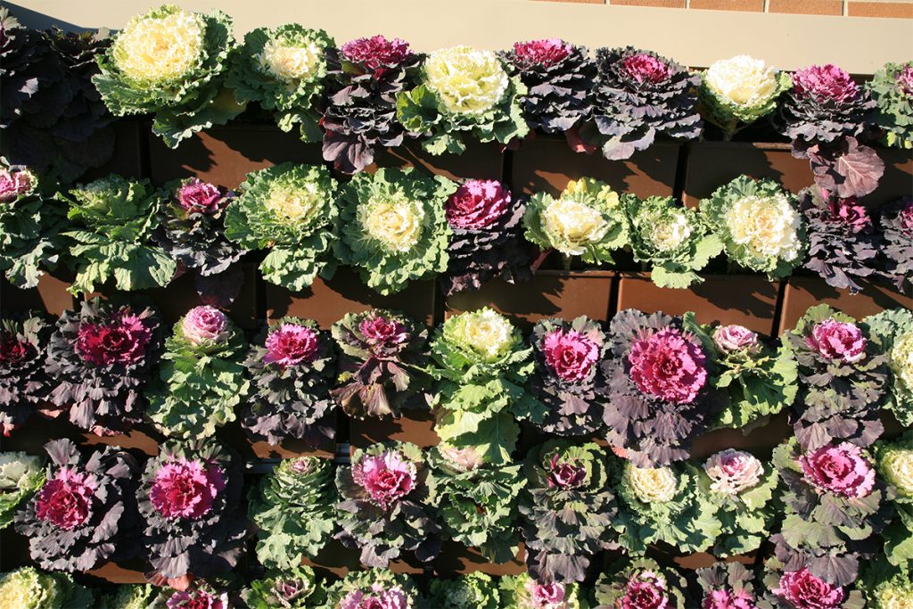 Ornamental Kale and Cabbage Green Wall