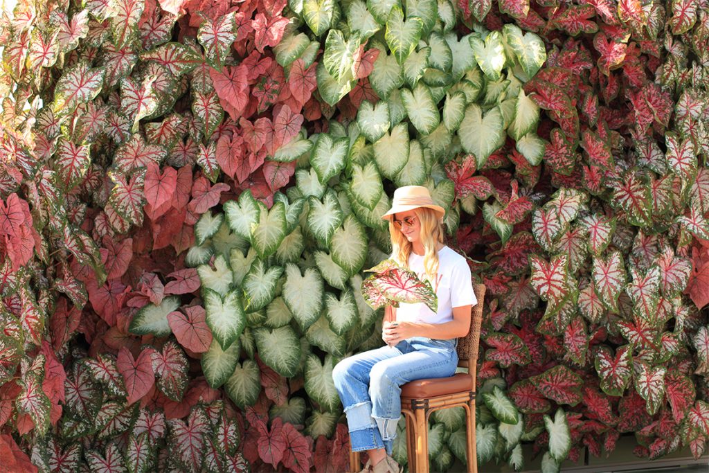 LiveWall with Pastel Colored Caladiums in a Vertical Alignment