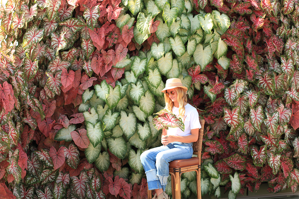 Caladiums aligned vertically in a green wall.