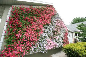 Colorful Petunias in a LiveWall