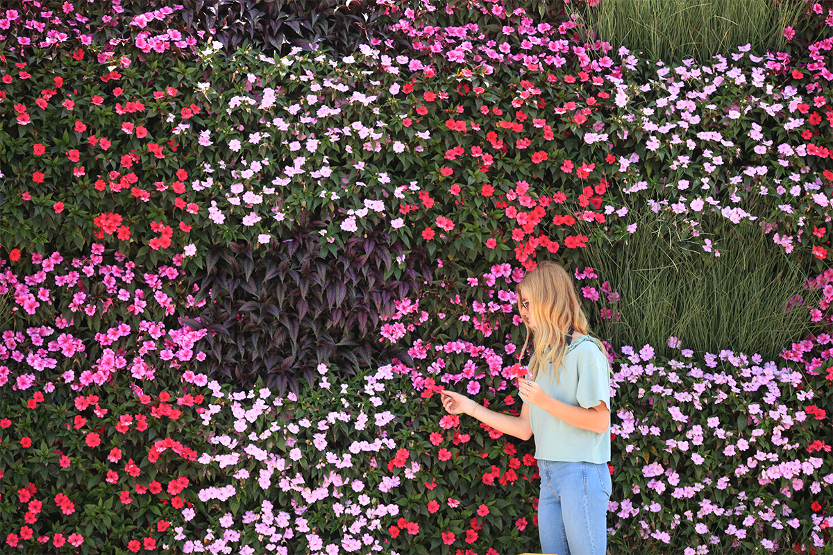 Plaid pattern made of out mixed annuals on a living wall.