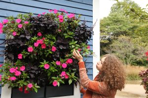 Green Wall with Pink SunPatiens and Purple Coleus