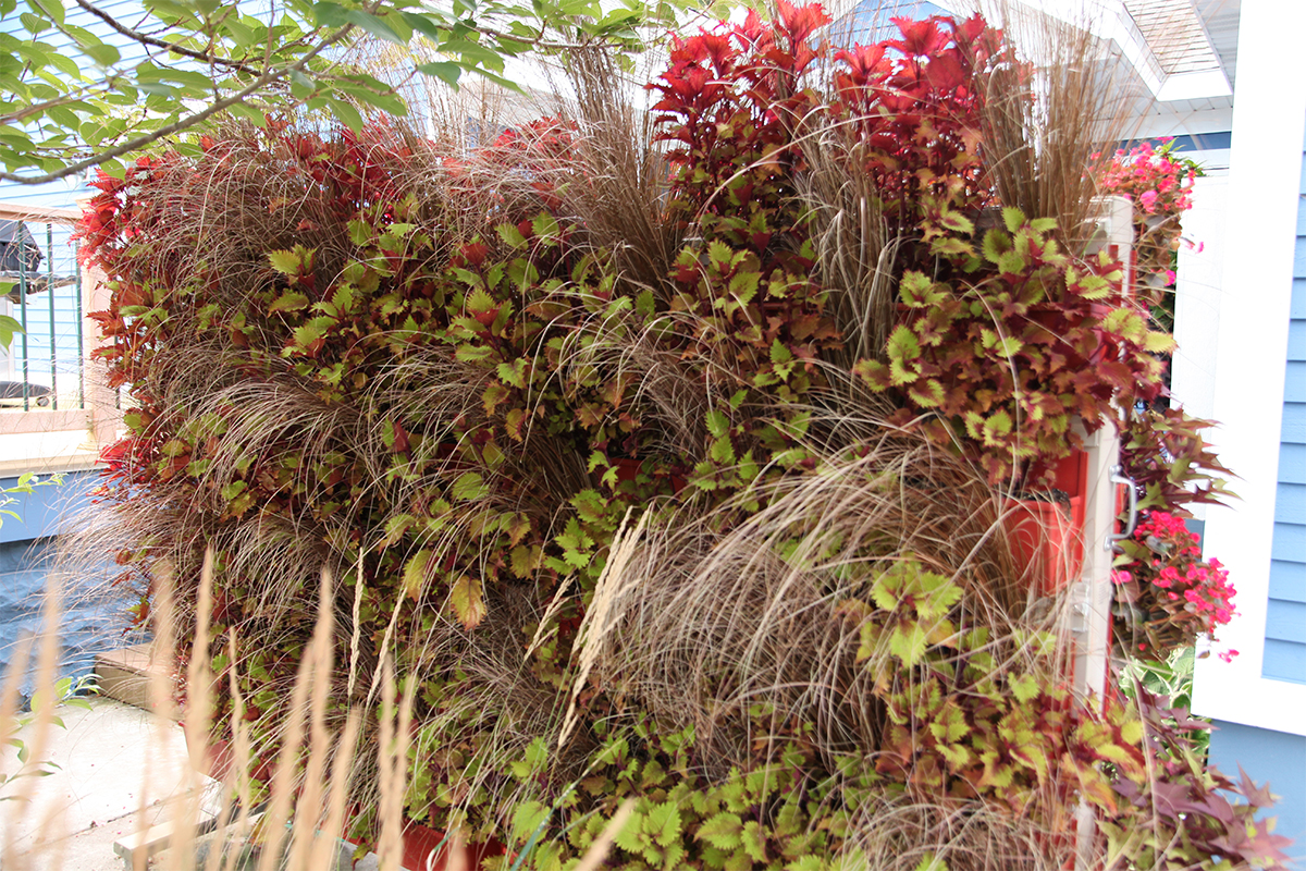 Varying textures from different annuals in a LiveScreen with Coleus.
