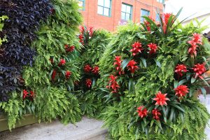 Boston Fern with Bromeliads on a Living Wall and Living Screen