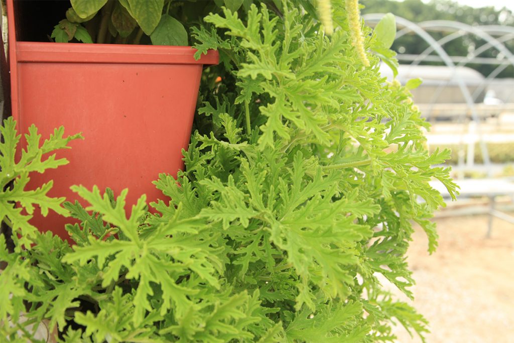 Citronella Living Wall for Keeping Mosquitos Away