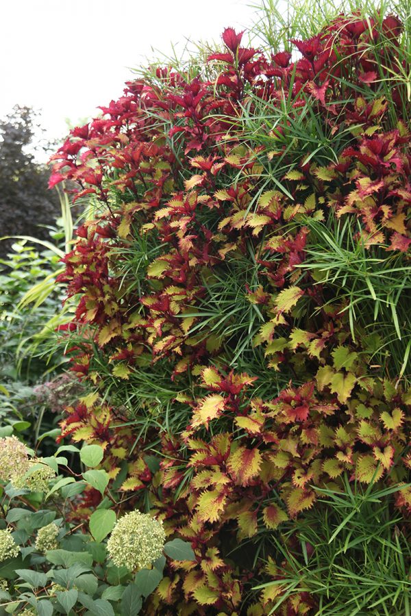 Coleus and Papyrus creating a great color combination in a living wall.