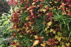 Coleus Henna and Papyrus in Plant Wall