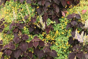 Coleus and Oxalis in Green Wall Planters
