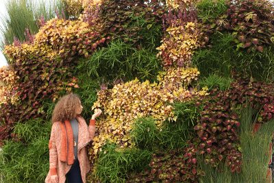 Wavy living wall with Coleus and Juncus.