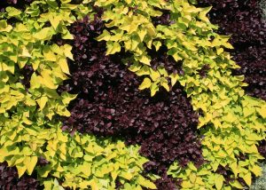 Yellow and maroon color swirl living wall with Sweet Potato Vine.