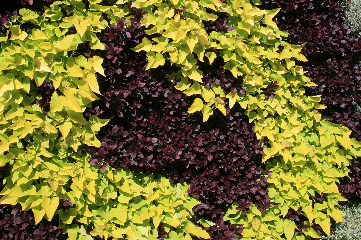 Yellow and maroon color swirl living wall with Sweet Potato Vine.