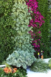 Grow food on walls with a vertical garden. LiveWall can support an average of 1 oz per SF per week of edible produce.