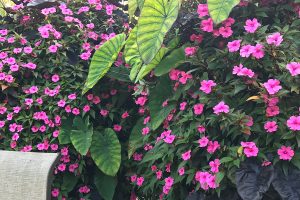 Elephant Ears and Impatiens in Green Wall Fence