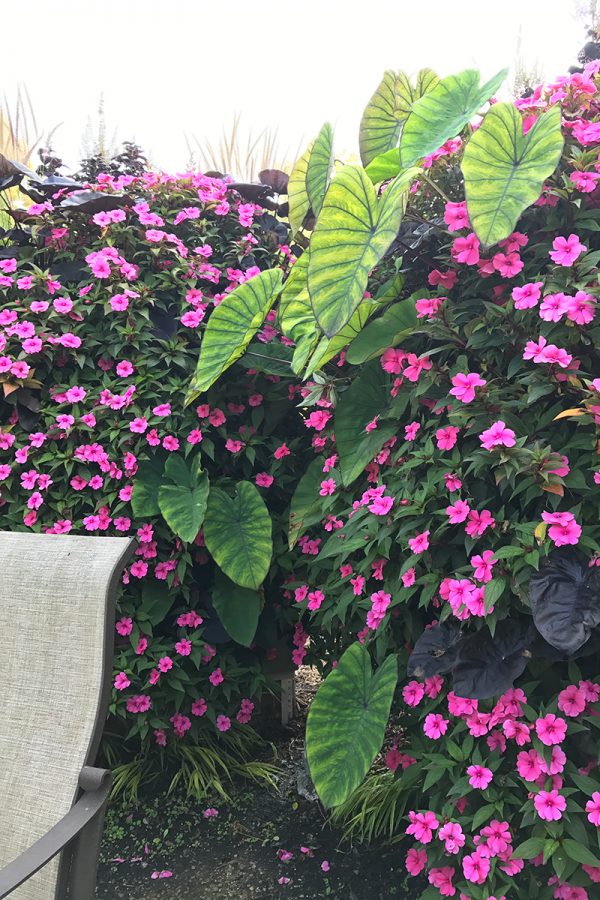 Green wall with pink Impatiens and Elephant Ears.