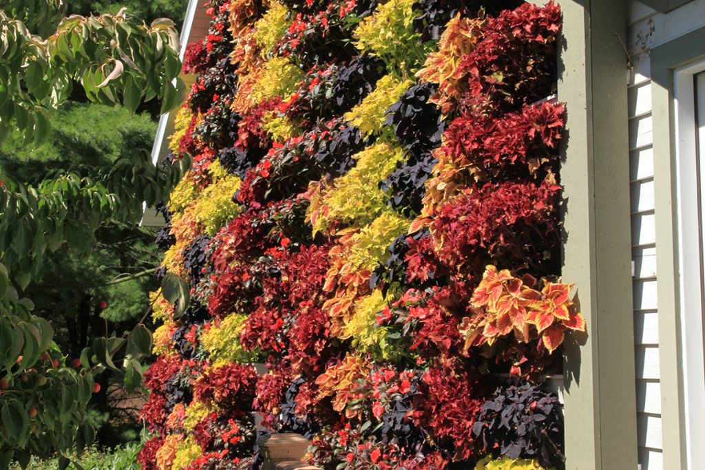 Fall Color Combination in Living Wall