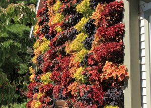 Fall colored coleus in a LiveWall.