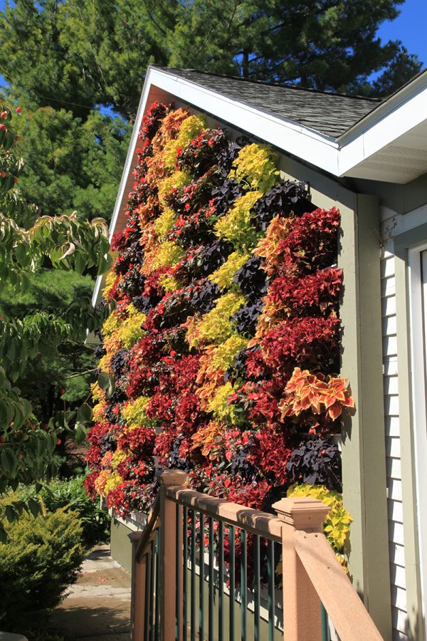Fall colored coleus in a LiveWall.