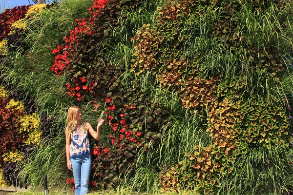 Grasses Add Motion And Texture In Large Planted Wall - Livewall Green 