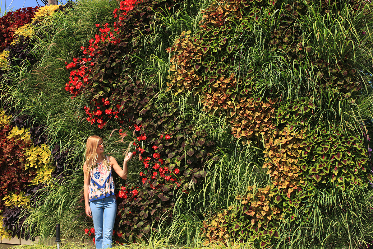 This living wall is planted in waves of color, with grasses that add motion and texture.