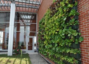 Newly planted green wall in the healing garden at Jersey Shore Medical Center's Hope Tower.
