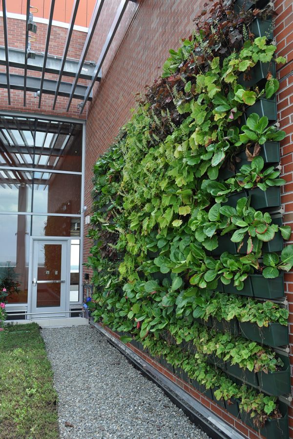Recently planted living wall at JSMC Hope Tower in Neptune, New Jersey.