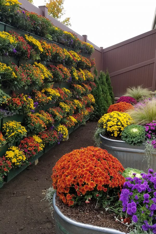 Colorful mums line a living wall.