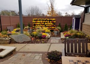 Meriter Gathering Garden with Fall Mums planted in green wall.