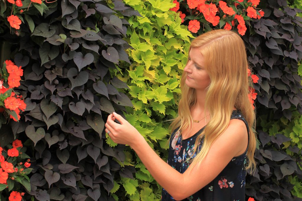 Orange, Yellow, and Purple Annuals in Outdoor Green Walls